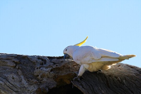 Sulphur crested cockatoo on a branch, Woodlands Historic Park, Victoria Australia