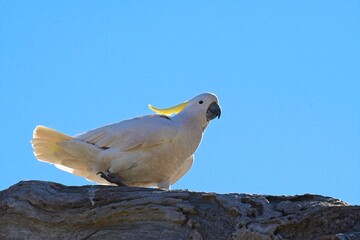 Sulphur crested cockatoo on a branch, Woodlands Historic Park, Victoria Australia © James