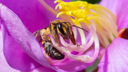Close-up Macro of Australian Native Smiley Bee (Mellitidia tomentifera) Foraging on Pink Flower Petals © Wood Wide Web