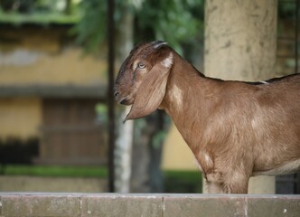 Side profile portrait of a brown domestic goat © Akash