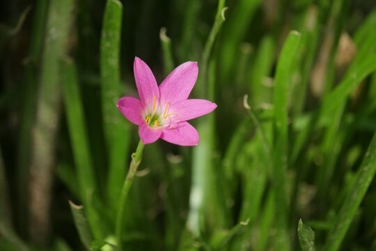 pink flower in the grass