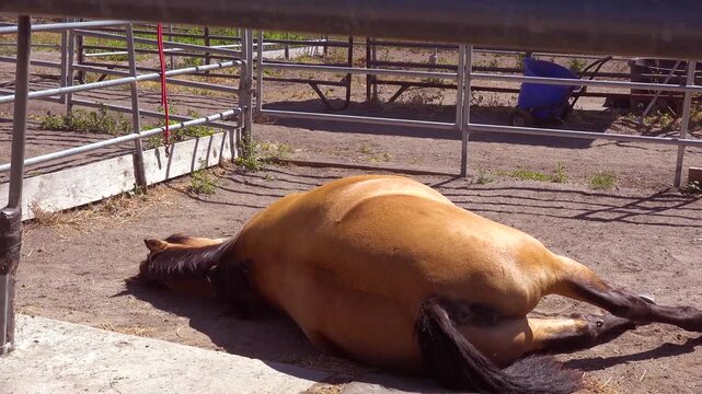 Horse lies down and rolls on sandy ground in corral area.