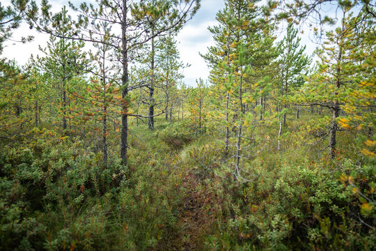 Footpath along young pine trees rise above dense shrubs, moss and grasses across marshy forest terrain. Early autumn in wetland 