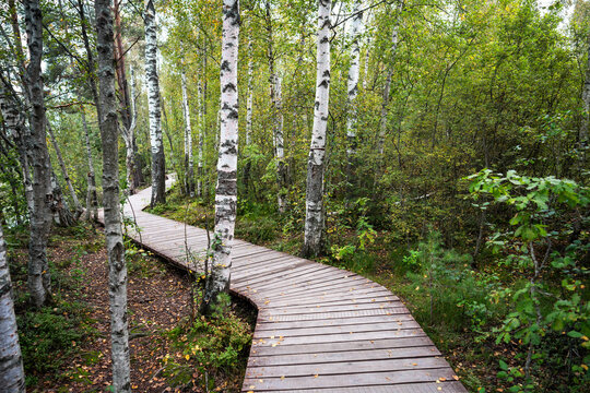 Curved wooden boardwalk passes birch trunks in woodland. Eco trail for walks through the autumn forest. Walk in nature for mental wellbeing 