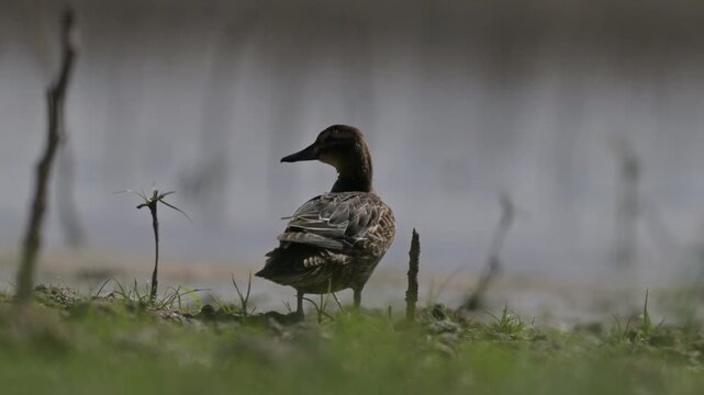 A Garganey (Spatula querquedula) resting on the shore of the wetland in the Tigris Valley, Diyarbakır. Professional raw video shot in the natural habitat in mov format.