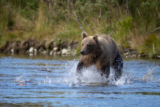 Alaskan Brown bear fishing in river, Katmai National Park Alaska