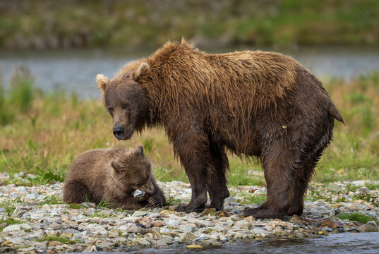 Alaskan Brown bear with cub feeding on fish at riverbank in a park
