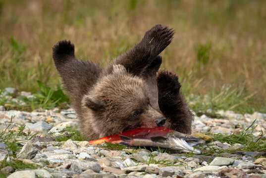 Alaskan Brown bear cub feeding on salmon at Katmai National Park Alaska