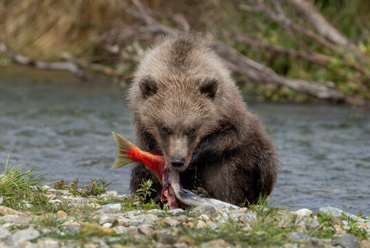 Alaskan Brown bear cub eating salmon on riverbank