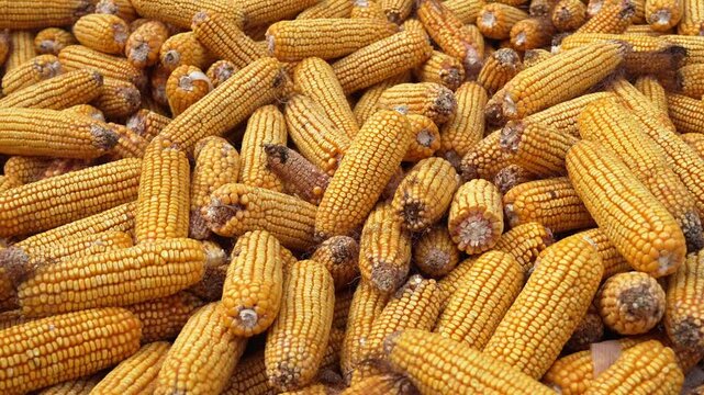 Pile of Harvested Dried Corn Cobs