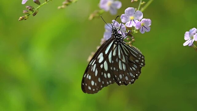 Slow Motion Close Up of a Blue-Spotted Butterfly Feeding on Nectar on Purple Flowers, Flying to Another Flower Cluster, Feeding Again, and Flying Away in a Natural Outdoor Environment