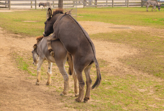 Donkeys Mating in Farm Field Behavior