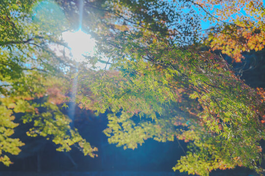 伊勢神宮の美しい風景