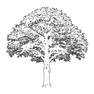 European beech tree engraving woodcut fagus forest woodland canopy shade hardwood logo tshirt print vintage antique deciduous botanical ink sketch vector illustration