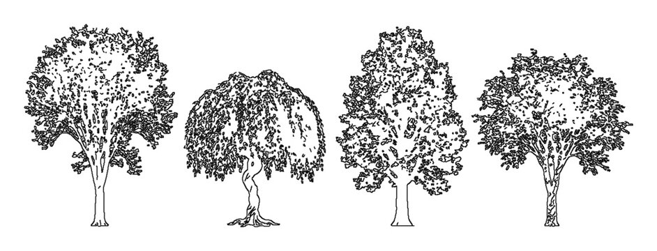 Four elm trees engraving woodcut ulmus forest woodland bundle set canopy logo tshirt print vintage antique deciduous botanical ink sketch vector illustration