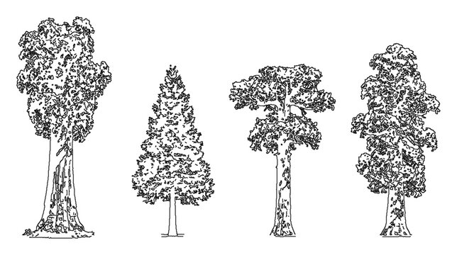 Four sequoia trees engraving woodcut redwood california national bundle set outdoor logo tshirt print vintage antique towering botanical ink sketch vector illustration