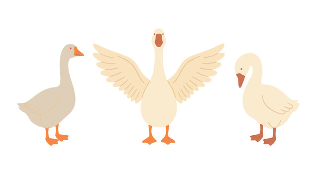 White goose vector character set featuring domestic birds in different poses including standing and spreading open wings