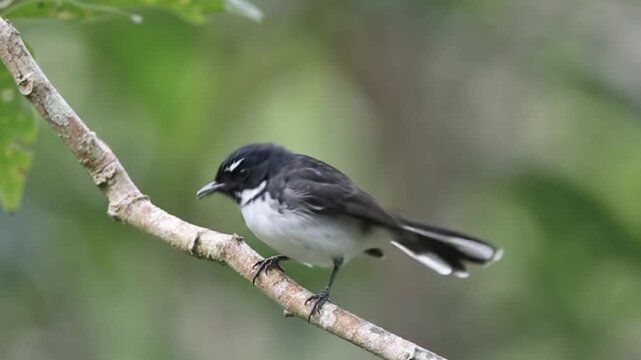 Kehicap boano black and white bird on a branch stock footage