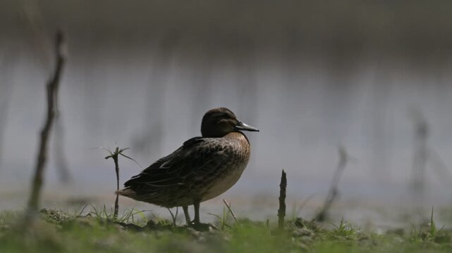 A Garganey (Spatula querquedula) resting on the shore of the wetland in the Tigris Valley, Diyarbakır. Professional raw video shot in the natural habitat in mov format.