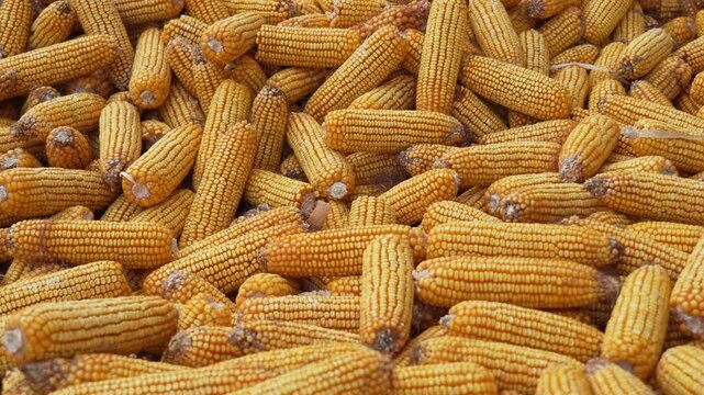 Pile of Harvested Dried Corn Cobs