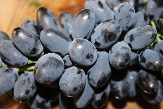 Close-up of blue grapes