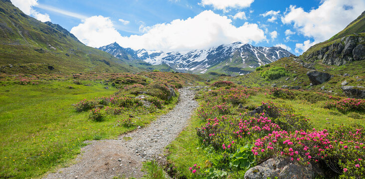 alpine roses, blooming at Durrboden, Dischma valley. hiking destination from Davos, swiss alps