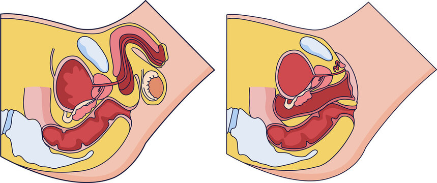 Male and Female Pelvic Anatomy Sagittal Cross Section Vector