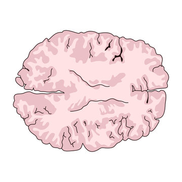Axial Cross Section of Human Brain Vector Illustration