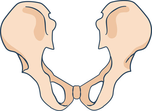 Human Pelvic Bones and Pubic Symphysis Vector Illustration
