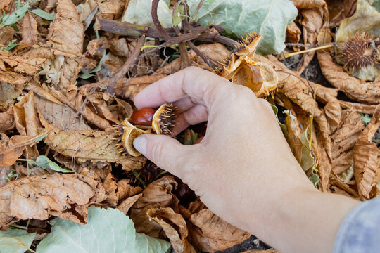 Hand picking up ripe brown horse chestnut from spiky shell among dry autumn leaves. Fall season outdoor foraging and nature walk.