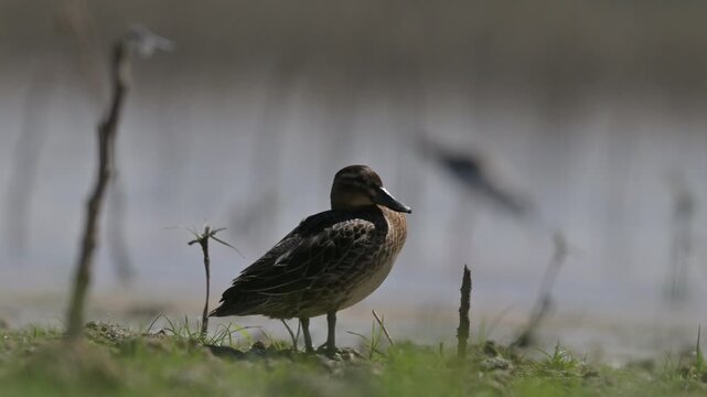 A Garganey (Spatula querquedula) resting on the shore of the wetland in the Tigris Valley, Diyarbakır. Professional raw video shot in the natural habitat in mov format.