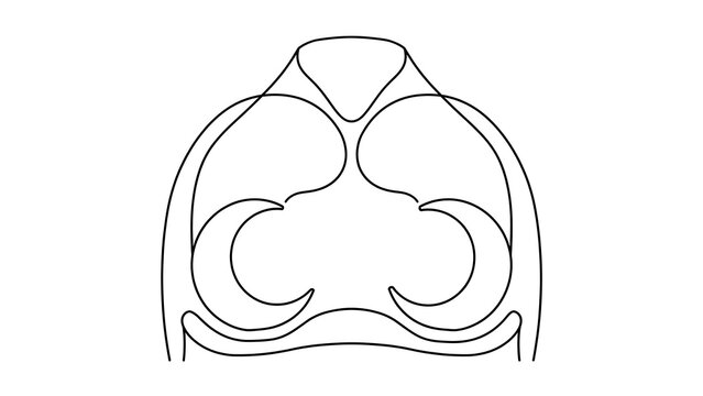Anatomy of human brain white background.