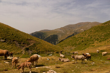 Fototapeta premium Hiking trail in the Pyrenees mountains between Vallter and Vall de Nuria, Catalonia, Spain