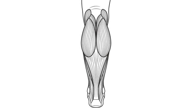 Anatomy of leg muscles white background.