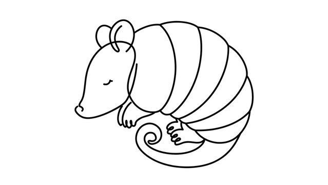 Armadillo sleeping white background.