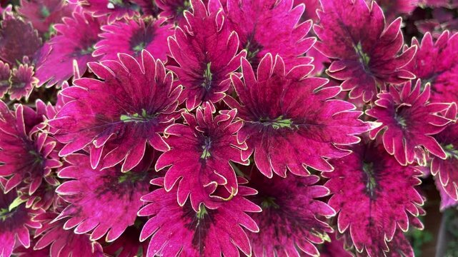Vibrant Coleus Foliage: A close-up view showcases the intricate, serrated edges and rich, deep pink hues of a coleus plant's leaves, accented by dark green and yellow patterns.