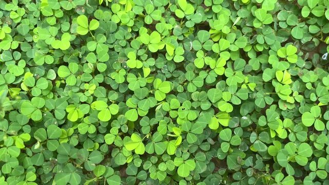 Green Clover Ground Cover: A dense carpet of vibrant green clover leaves creates a lush and textured ground cover, ideal for natural landscaping and symbolizing luck.