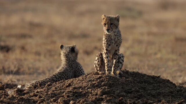 Cheetah cubs resting on top of a rhino midden in golden light