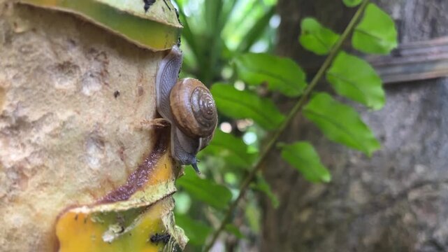 Tiny Snail Ascends a Textured Surface: A small snail with a spiral shell embarks on a slow ascent up a rough, yellowing surface, surrounded by verdant green foliage.