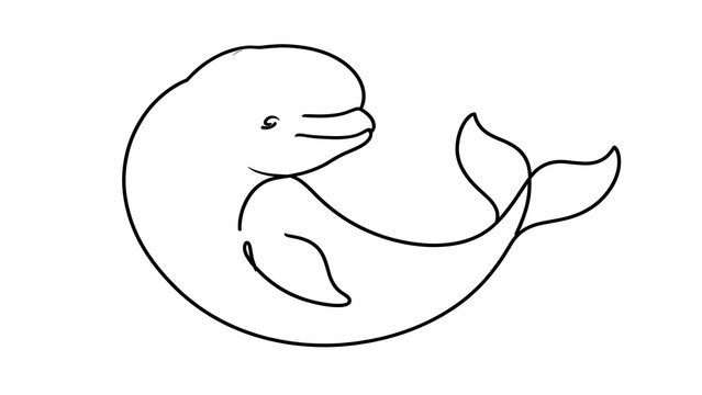 Beluga Whale white background.
