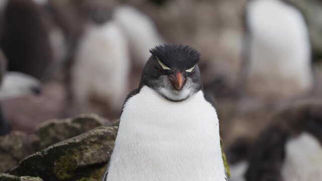 A Penguin on the Rocks. The image shows a penguin standing amidst rocks with some sort of background that looks like an overcast sky or perhaps another type of rock