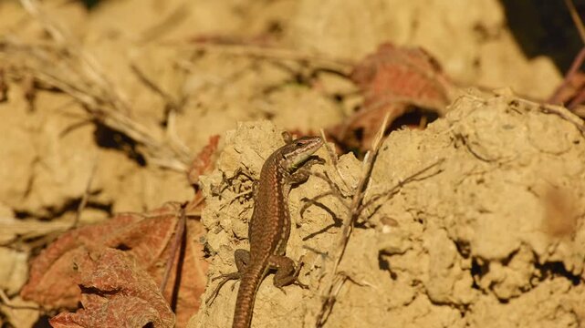 Common wall lizard resting on dry soil among fallen leaves and basking in warm sunlight.