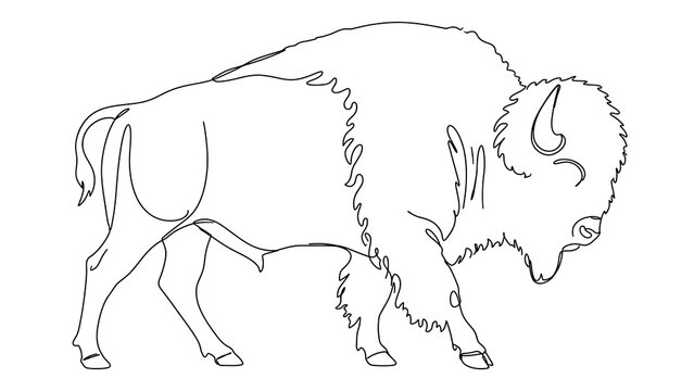 Bison standing on white background.