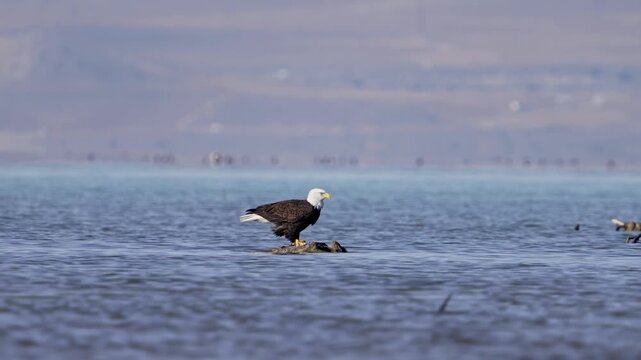 Eagle Fishing on the Ocean. "Majestic Eagles Hunt for Fish in a Serene Lagoon Amidst Clear Skies". In this tranquil scene set against clear blue skies, two eagles are