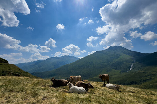 Cow in the Alps, Switzerland