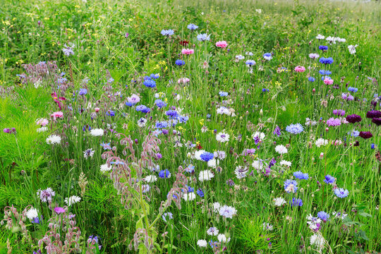 Pristine wild meadow with colorful wildflowers blooming freely in the summer sun. Biodiversity, untouched nature, ecology, idyllic countryside landscape, and natural botanical background.