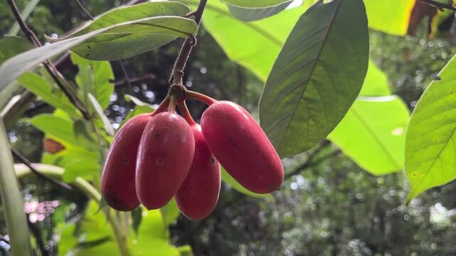 Tamarind Fruit Bunch: A vibrant cluster of ripe tamarind fruits hangs from a branch amidst lush green leaves, showcasing the natural bounty of this tropical plant.