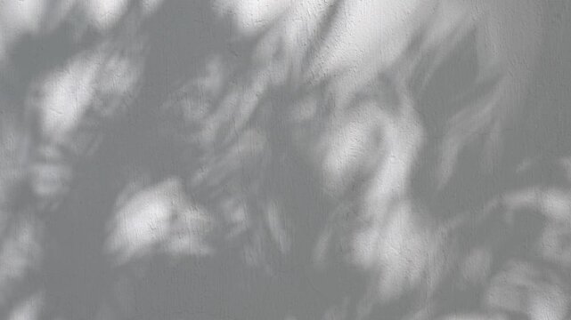 Abstract Moving Shadows on a Wall, Atmospheric Light and Shadow Background.
Soft natural light, changing shadow patterns and subtle movement produce an artistic background with a calm cinematic mood. 