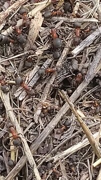 Many ants actively working together, moving around their colony and carrying out their daily activities in a natural outdoor environment.