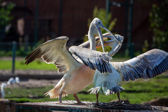 A pair of pelicans with open wings are fighting with their beaks for a place in the sun on a bright sunny day. Animals, birds, ornithology, ecology.
